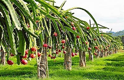Экзотический фрукт питахайя / Выращивание и применении питахайи / Противопоказания к питахайи
