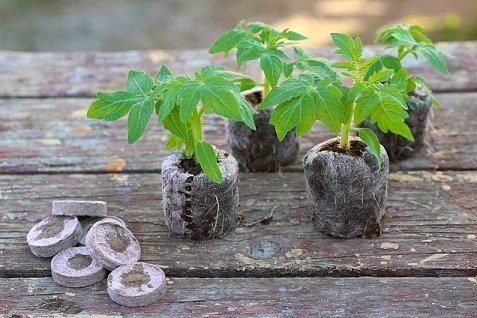 Почему рассаду стоит выращивать в торфяных и кокосовых таблетках