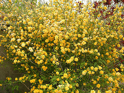 Жёлтые цветы в саду с весны до осени: фото и названия растений