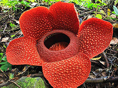 Самый большой цветок: Раффлезия Арнольди