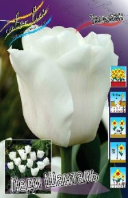 Тюльпан Леди Шанталь (Tulipa Lady Chantal), 10шт, Color Line