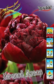 Тюльпан Ночной Дозор (Tulipa Night Watch), 3шт, Color Line