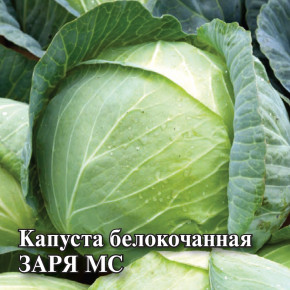 Семена Капуста белокочанная Заря МС, 100г, Гавриш, Фермерское подворье