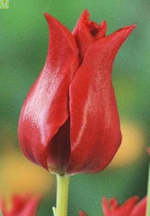 Тюльпан Притти Вумен (Tulipa Pretty Woman), 10шт, Color Line