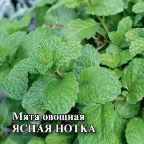 Семена Мята Ясная нотка, 50г, Гавриш, Фермерское подворье
