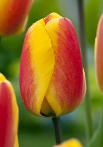 Тюльпан Оксфорд Уандер (Tulipa Oxford Wonder), 10шт, Color Line