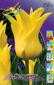 Тюльпан Сиэттл (Tulipa Seattle), 10шт, Color Line