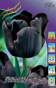 Тюльпан Пол Ширер (Tulipa Paul Scherer), 10шт, Color Line