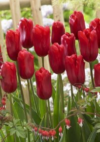 Тюльпан Рэд Прауд (Tulipa Red Proud), 10шт, Color Line