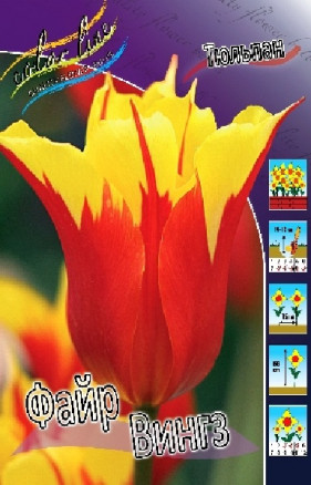 Тюльпан Файр Вингз (Tulipa Fire Wings), 10шт, Color Line