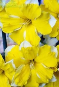 Нарцисс Банана Дайкири (Narcissus Banana Daiquiri), 7шт, Color Line