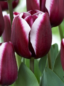 Тюльпан Фонтенбло (Tulipa Fontainebleau), 10шт, Color Line