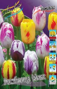 Тюльпан Рембранд Микс (Tulipa Rembrandt Mix), 10шт, Color Line
