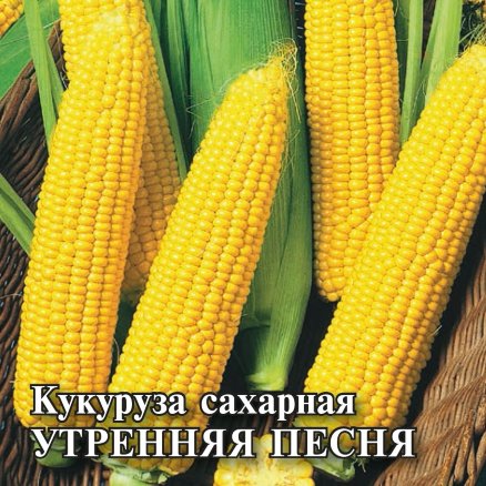 Семена Кукуруза сахарная Утренняя песня, 100г, Гавриш, Фермерское подворье