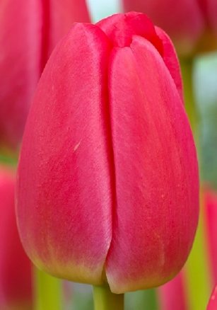 Тюльпан Рэд Прайд (Tulipa Red Pride), 10шт, Color Line