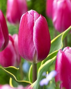 Тюльпан Андорра (Tulipa Andorra), 10шт, Color Line
