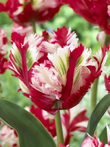 Тюльпан Эстелла Рийнвельд (Tulipa Estella Rijnveld), 10шт, Color Line