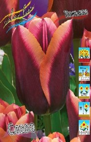 Тюльпан Слава (Tulipa Slawa), 10шт, Color Line