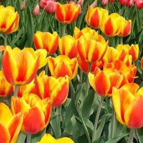 Тюльпан Апельдоорн (Tulipa Apeldoorn), 10шт, Color Line