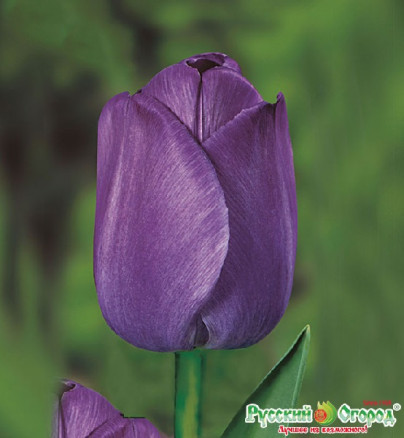 Тюльпан Греуз (Tulipa Greuze), 10шт, Color Line