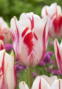 Тюльпан Сорбет (Tulipa Sorbet), 10шт, Color Line