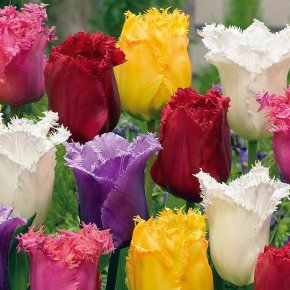 Тюльпан бахромчатый, парковая смесь (Tulipa Park Mix), 10шт, Color Line