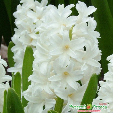 Гиацинт Айолос (Hyacinth Aiolos), 5шт, РО