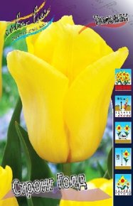 Тюльпан Стронг Голд (Tulipa Strong Gold), 10шт, Color Line