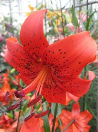 Лилия Рэд Лайф (Lilium Red Life), 5шт, Color Line