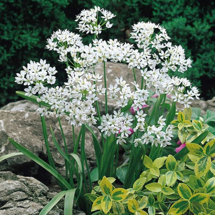 Лук декоративный Неаполитанский (Allium Neapolitanum), 15шт, Color Line