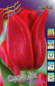 Тюльпан Стронг Лов (Tulipa Strong Love), 10шт, Color Line