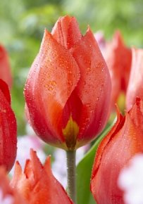 Тюльпан Рэд Парадиз (Tulipa Red Paradise), 10шт, Color Line