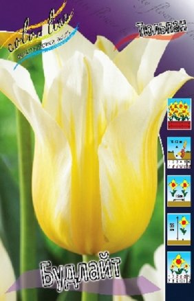 Тюльпан Будлайт (Tulipa Budlight), 10шт, Color Line