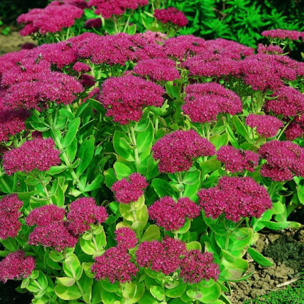 Очиток Хербстфрод (Herbstfreude), 2шт, Color Line
