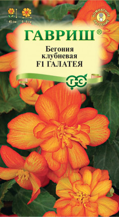 Семена Бегония клубневая ампельная Галатея F1, 4шт, Гавриш, Цветочная коллекция