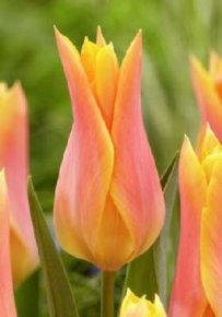 Тюльпан Марианна (Tulipa Marianne), 10шт, Color Line