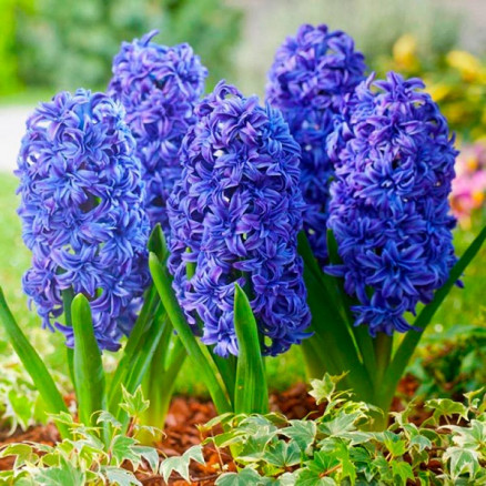 Гиацинт Манхеттен (Hyacinth Manhattan), 2шт, РО