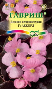Семена Бегония вечноцветущая Аккорд F1, 5шт, Гавриш, Цветочная коллекция