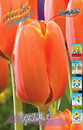 Тюльпан Трипл А (Tulipa Triple A), 10шт, Color Line