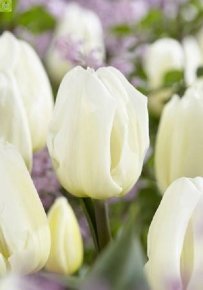 Тюльпан Уайт Флэг (Tulipa White Flight), 10шт, Color Line