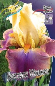 Ирис Дистант Шимес (Iris Distant Chimes), 2шт, Color Line