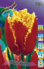 Тюльпан Фабио (Tulipa Fabio), 10шт, Color Line