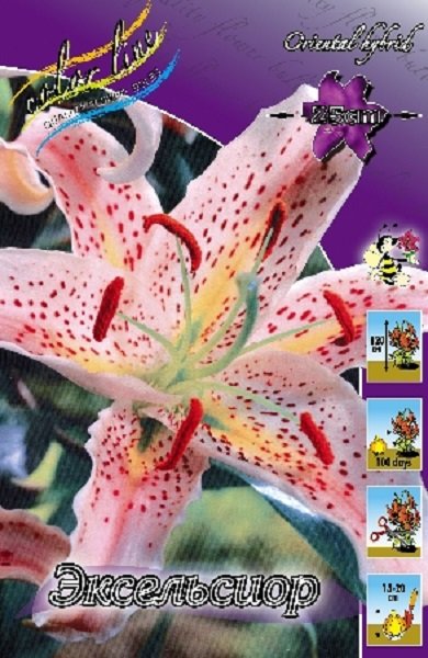 Диззи (Dizzy) - RoseCatalog.ru