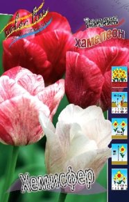 Тюльпан Хемисфер (Tulipa Hemisphere), 10шт, Color Line