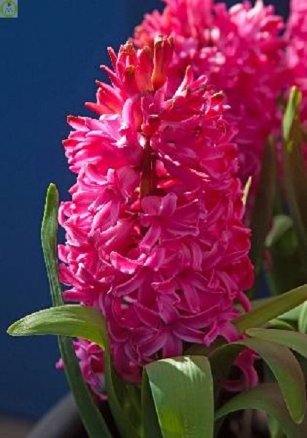 Гиацинт Скарлет Перл (Hyacinth Scarlet Pearl), 3шт, Color Line