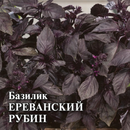 Семена Базилик Ереванский рубин, 50г, Гавриш, Фермерское подворье