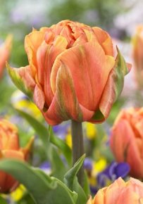 Тюльпан Фримен (Tulipa Freeman), 10шт, Color Line