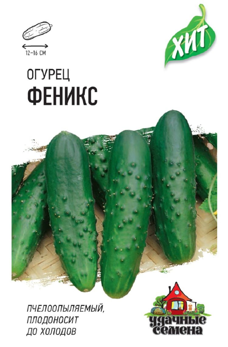 Огурец Феникс Фото