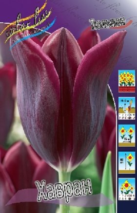 Тюльпан Хавран (Tulipa Havran), 10шт, Color Line
