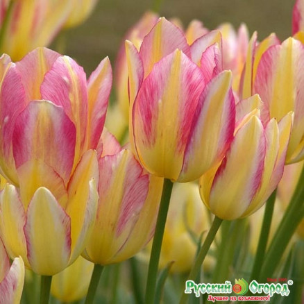 Тюльпан Антуанетта (Tulipa Antoinette), 4шт, РО